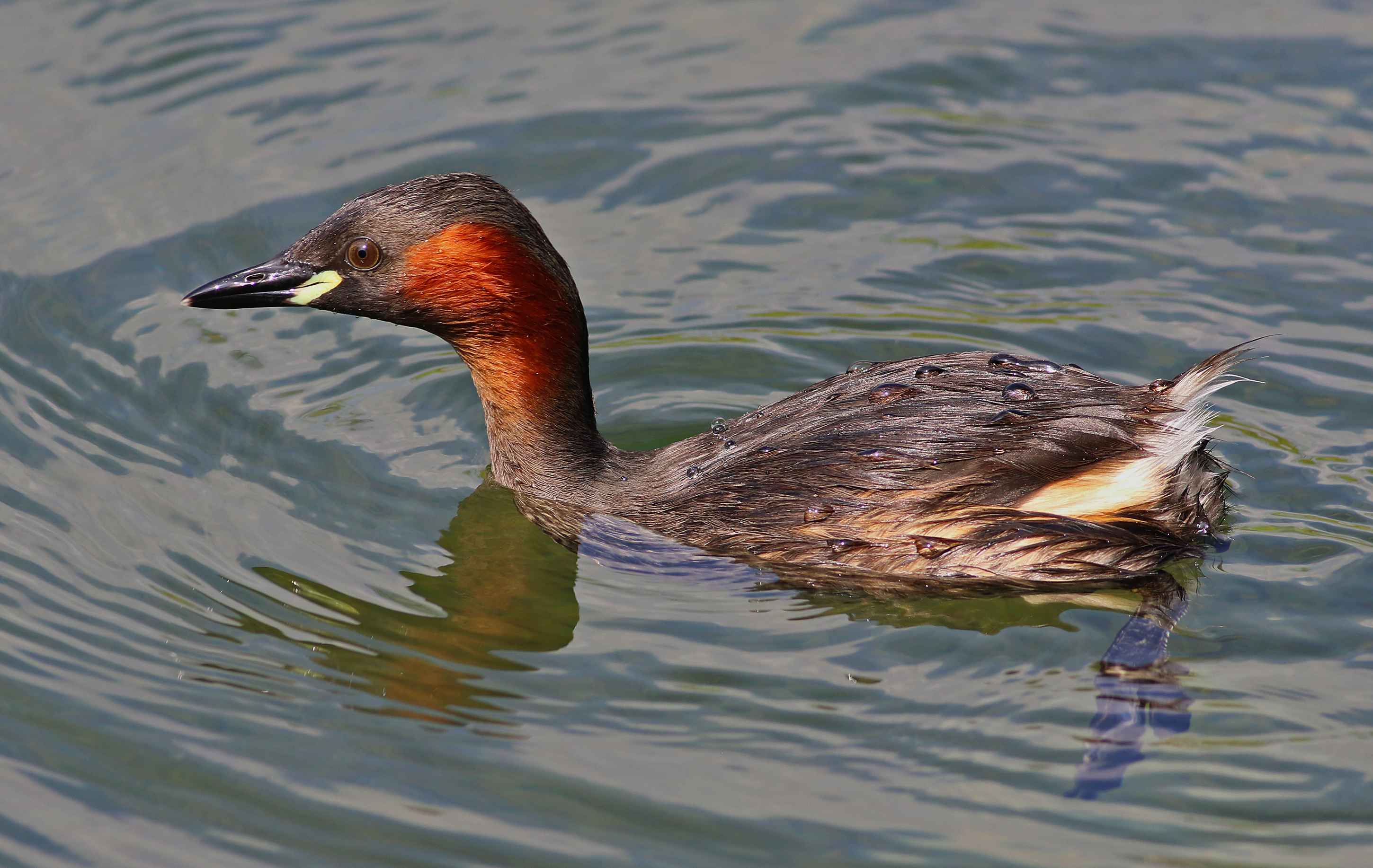 Little Grebe